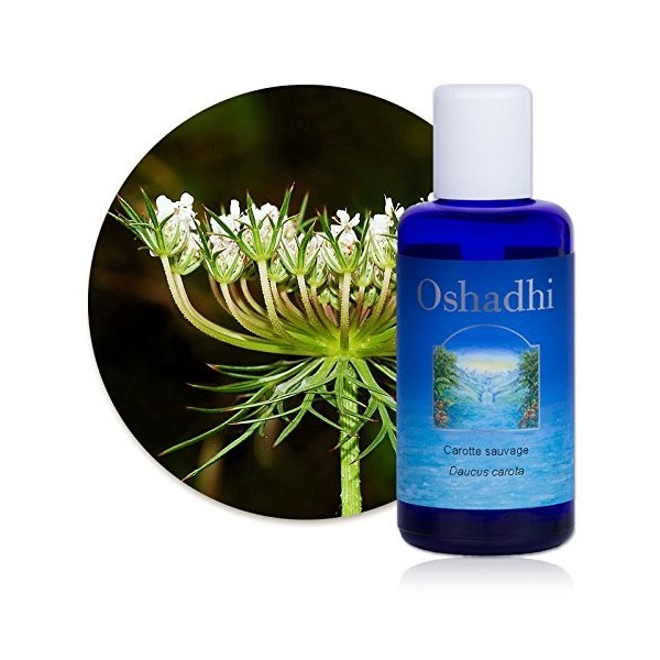 Hydrolat Eau florale : Carotte sauvage BIO - Daucus carota - 100 ml Lotions Toniques