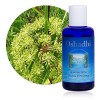 Hydrolat Eau florale : Angélique, racine BIO - Angelica archangelica - 100 ml Lotions Toniques