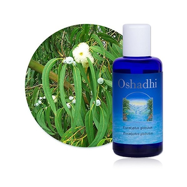 Hydrolat Eau florale : Eucalyptus globulus BIO - Eucalyptus globulus - 100 ml Lotions Toniques