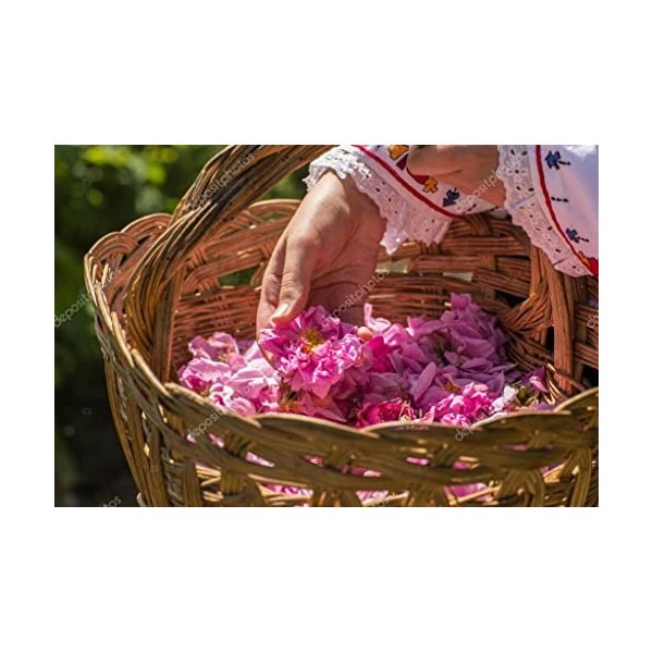 Bulgarian Rose Signature - Eau de Rose 100% Naturelle, 500ml, Bulgarie