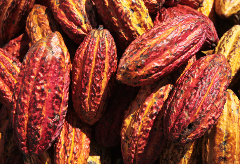 Cacao Togo coopérative Denyigba cosmétique durable