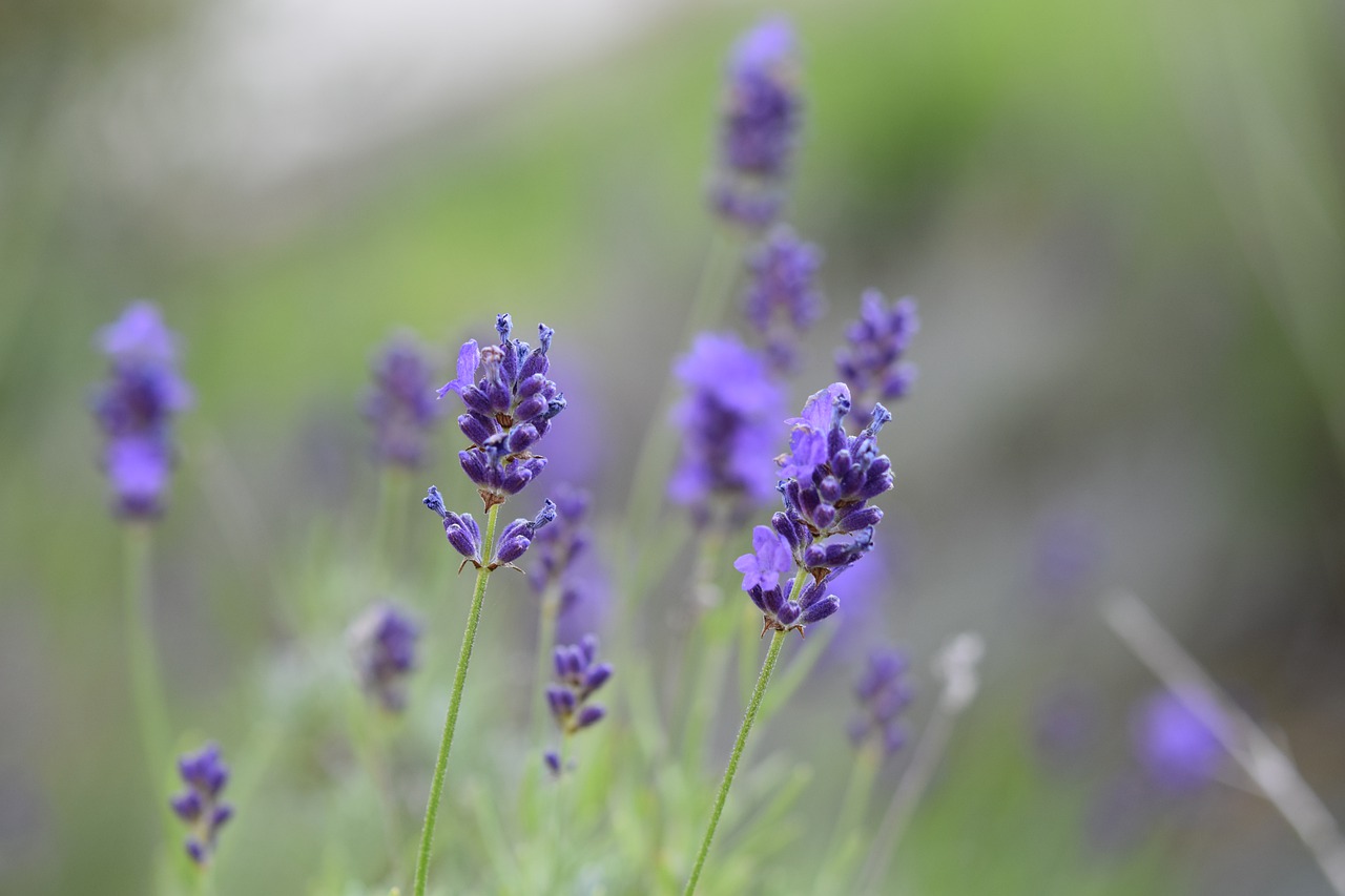 Lavendel aromatische geuren
