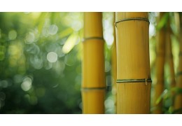 Les multiples bienfaits du bambou pour la santé et l'environnement