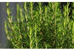 Rosemary: a natural tip to color and fight hair loss