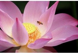 The virtues of honey on beauty