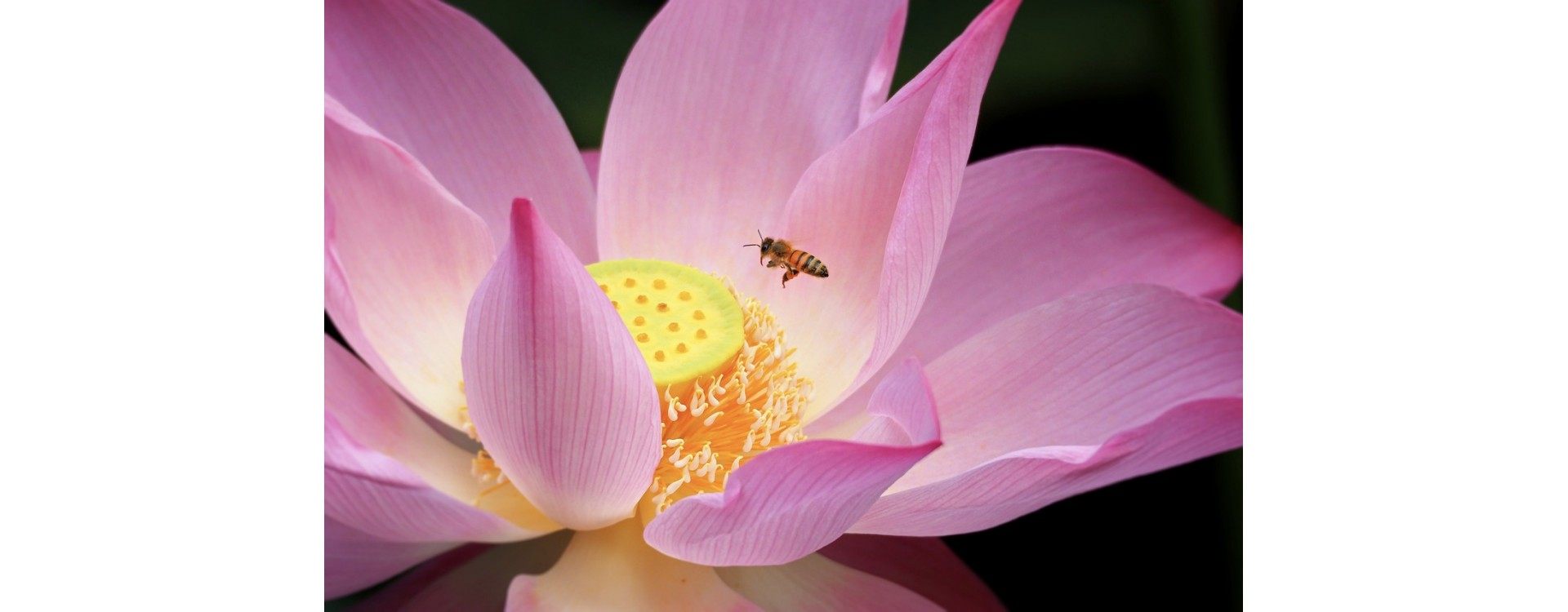 Die positiven Auswirkungen von Honig auf die Schönheit