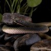 Serpent de Simulation en Caoutchouc Fake Python de Animal Jouet Farces et Attrapes pour laccessoires Halloween ou la Journée