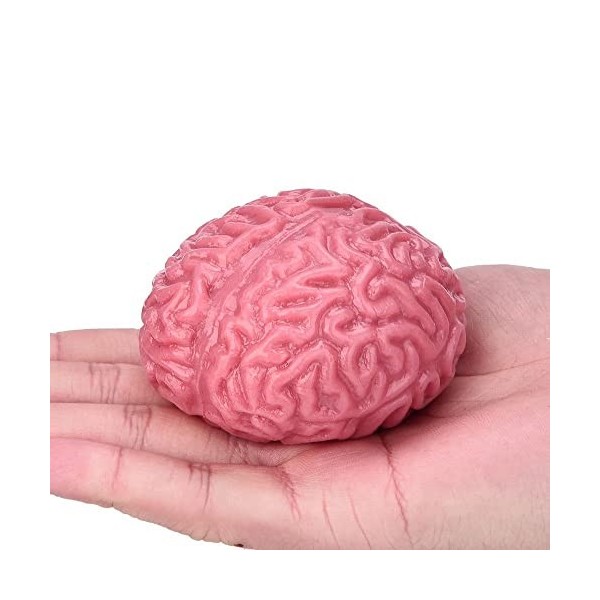 Balle anti-stress en forme de cerveau pour médecins et infirmiers ères étudiant à lécole de médecine ou à luniversité de s
