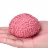 Balle anti-stress en forme de cerveau pour médecins et infirmiers ères étudiant à lécole de médecine ou à luniversité de s