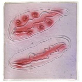 Zombie Ensanglanté Cicatrices - Deux Plaies Accessoire