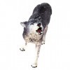 Plastoy - 2738-29 - Figurine - Animal - Loup Gris