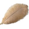 QUALITY COTTON HOUSE 15-55 cm Champagne Plumes dautruche Plumes for Artisanat Bricolage Accessoires de Mariage décoration Ta