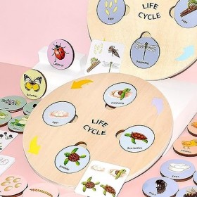 perfk Plateau de Cycle de Vie Jouet Montessori pour garçons Filles Stade de Croissance Jeu dassociation Puzzles tri Jouet As