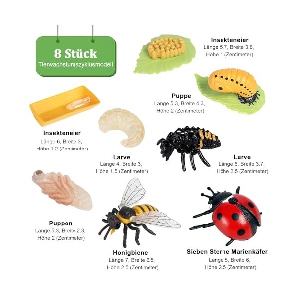 Ormromra Lot de 8 modèles de cycle de vie dinsectes - En plastique - Pour enfants, projets scolaires