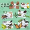 KmmiFF Cycle de vie - Lot de 25 figurines danimaux - Insectes - Pour grenouille, papillon, poulet, mante, abeille, plantes p