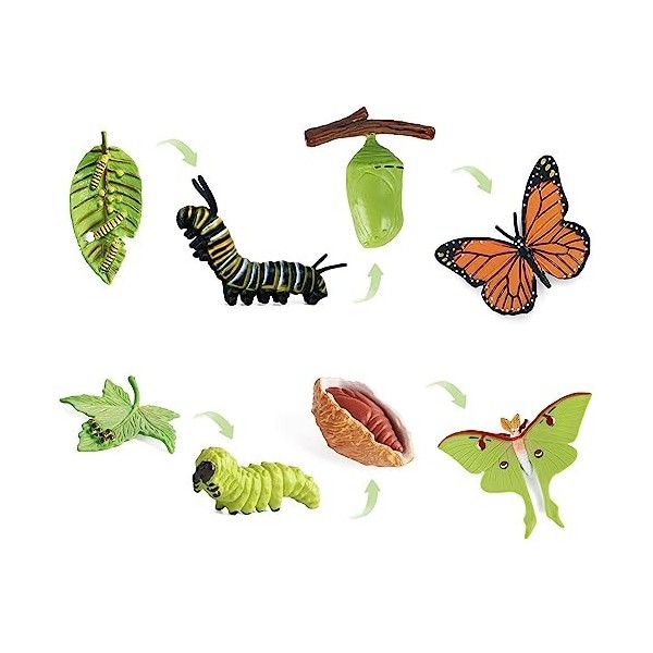Bubuny Lot de 8 figurines de cycle de vie de papillons et de papillon - Cycle de croissance - Chenille à papillon - Vie anima