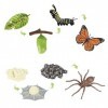 SKHAOVS 2 Sets Cycle De Vie des Insectes, Figurines dinsectes pour Cycle de Vie des Papillons et Araignée, Apprentissage ens
