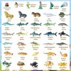 COHNDB Lot de 36 Animaux Marins Jouets,Animaux Marins, Jouets éducatifs, Réaliste sous la Mer,Cadeau danniversaire Jeu d’App