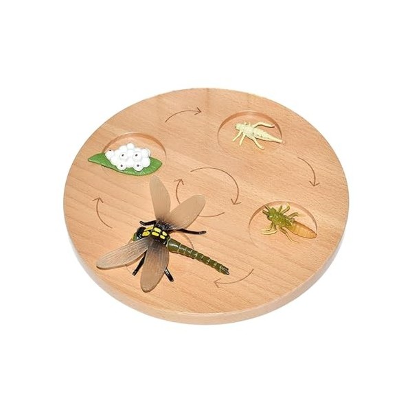 Amagogo Plateau de cycle de vie, jouet cognitif préscolaire, puzzle de biologie réaliste, aide pédagogique, jouet sensoriel, 