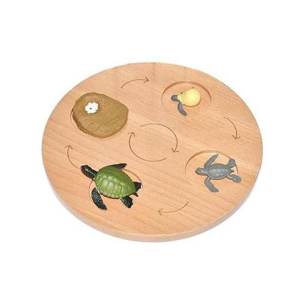 Amagogo Plateau de cycle de vie, jouet cognitif préscolaire, puzzle de biologie réaliste, aide pédagogique, jouet sensoriel, 
