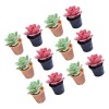 Toyvian 12 Pièces Plante en Pot De Maison De Poupée Fleurs Artificielles Miniatures Faux Cactus Fausses Plantes Mini Succulen