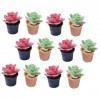 Toyvian 12 Pièces Plante en Pot De Maison De Poupée Ornement De Scène De Bonsaï Petite Succulente en Pot Mini Succulente en P