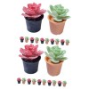 Toyvian 36 Pièces Plante en Pot De Maison De Poupée Mini Succulente en Pot Modèle De Plante De Bureau Petite Succulente en Po