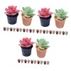 ABOOFAN 60 Pièces Modèles De Pots De Fleurs Figurines Échelle Miniature Faux Ornements Petit Bonsaï Jardin en Pot Mini Plante