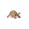 Papo -Figurine Peinte A La Main -La Vie Sauvage-Tortue dHermann-50264-À Collectionner-pour Enfants - Filles et Garçons - A P