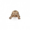 Papo -Figurine Peinte A La Main -La Vie Sauvage-Tortue dHermann-50264-À Collectionner-pour Enfants - Filles et Garçons - A P