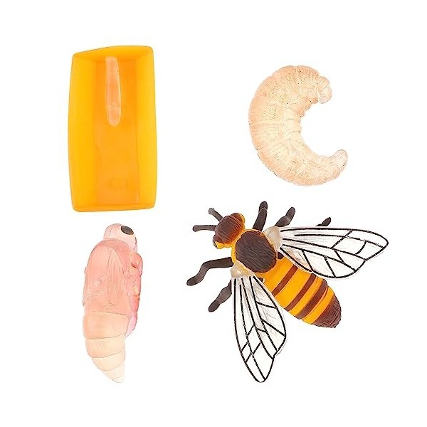 Cobee Lot de 4 Figurines dinsectes pour Cycle de Vie des Papillons, Apprentissage préscolaire enseignement des Insectes, Cyc