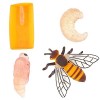 Cobee Lot de 4 Figurines dinsectes pour Cycle de Vie des Papillons, Apprentissage préscolaire enseignement des Insectes, Cyc