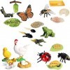 Lot de 20 jouets dinsectes en plastique - Modèle de cycle daction - Figurines dinsectes - Jouets éducatifs précoces - Proj