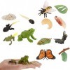 JOKFEICE Lot de 13 jouets dinsectes,Cycle de vie de papillon, abeille et grenouille,Jouets éducatifs précoces,Projet scienti