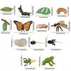 JOKFEICE Lot de 13 jouets dinsectes,Cycle de vie de papillon, abeille et grenouille,Jouets éducatifs précoces,Projet scienti