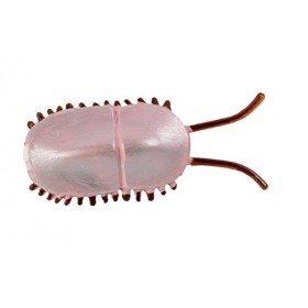 Safari Toobs Cambrian Life Lot de répliques Miniatures