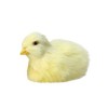 Peluche Poussin Petit, 1PCS Poussin Réaliste en Peluche Poussin Figure Réaliste Fourrure Animal Jouet Poussin De Pâques en Pe