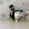 Poupée en peluche chat réaliste étreignant un animal en peluche réaliste fait à la main jouet chat en peluche peluche peluche