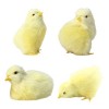 Lot de 4 jouets réalistes en peluche pour poussins - Figurine réaliste en fourrure - Simulation de poussin - Photographie - P