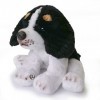 Kuscheltiere.biz Cavalier King Charles - Peluche - Chien - George