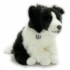 Border Collie Chester Chien assis Noir/blanc