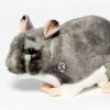 Shila Peluche Chinchilla Gris 28 cm Peluche Souris Laine