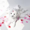 GRIER Super Mignon Doux Blanc Rouge Neuf Queues Renard en Peluche Animaux en Peluche Neuf Queues Kitsune Poupées Cadeaux Créa