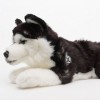 Husky Yukon Chien de traîneau en peluche noir et blanc couché 29 cm