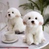 BEAUTYBIGBANG Haute Qualité Simulation Chien en Peluche Jouet en Peluche Réaliste Poméranie Chien Chiot Jouets Décor À La Mai