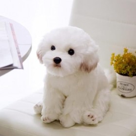BEAUTYBIGBANG Haute Qualité Simulation Chien en Peluche Jouet en Peluche Réaliste Poméranie Chien Chiot Jouets Décor À La Mai