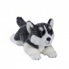 CU-MATE 16 "Siberian Husky Stuffed Dog Animal Simulation-réaliste & réaliste Soft Fait Main couché Chien Peluche Chiot -Cadea