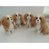 Chien Bichon Peluche Chien Jouet Super Mignon Corgi Chien Poupée en Peluche Animal Chiot Pet Jouet D’Anniversaire Cadeau De N