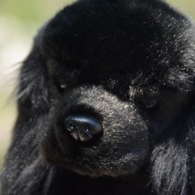 JOEBO Poupée réaliste Cocker épagneul Mignon Chien Noir en Peluche Jouet Anglais Cocker épagneul poupée Ragdoll Doux et Migno