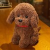 GagaLu Ours en Peluche Moelleux, Chien, Caniche, Peluche, Animal, Jouet, poupée pour Animaux de Compagnie, Cadeau d’Anniversa